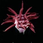 sea urchin costume - bending over