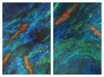 "Fishtych 01"